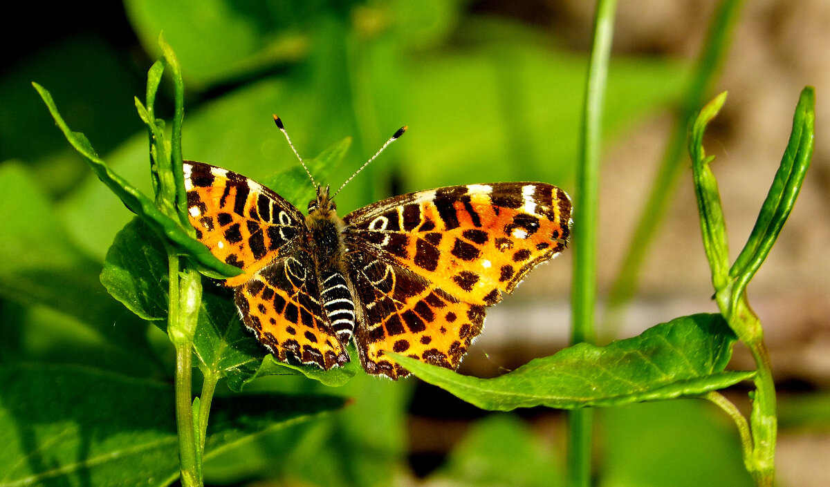 опять про бабочек 391 - Александр Прокудин