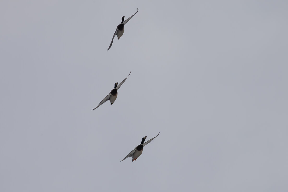 Пилотажная группа "Селезни" - Сергей Брюшинин Пилотажная группа "Селезни" - Сергей Брюшинин