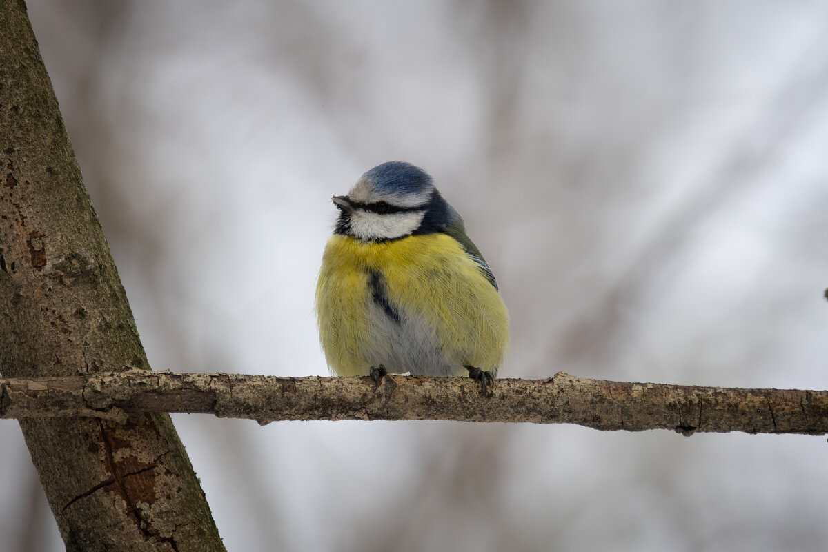 *** - Сергей Брюшинин *** - Сергей Брюшинин
