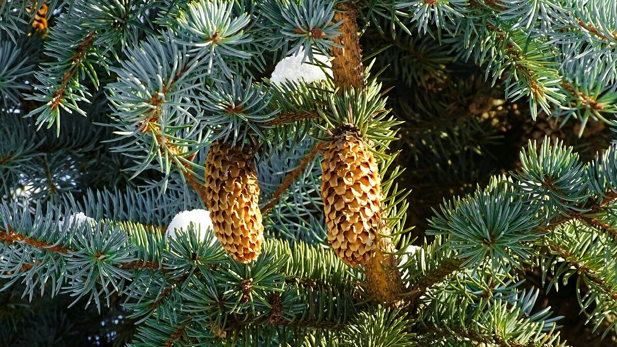 "Золотые" шишки на голубой ели. - Милешкин Владимир Алексеевич "Золотые" шишки на голубой ели. - Милешкин Владимир Алексеевич