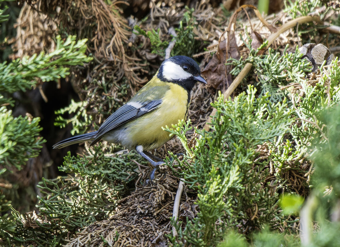 Большая синица. - Alexander Amromin