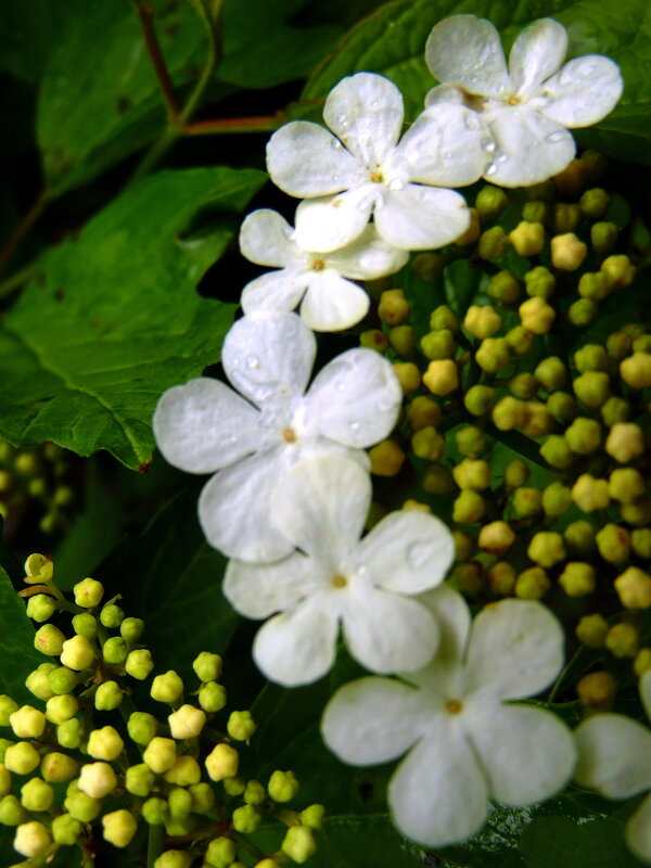 Калиновый венок. - nadyasilyuk Вознюк