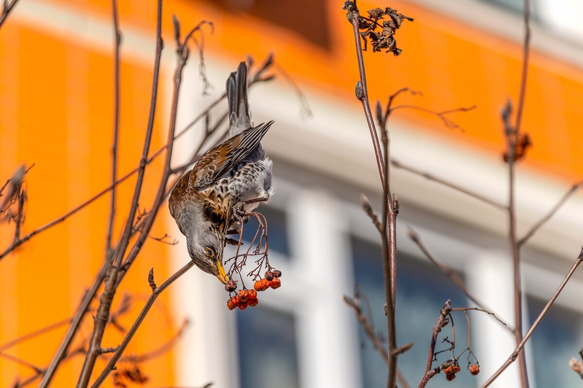 Достать ягодку - Валерий Иванович Достать ягодку - Валерий Иванович