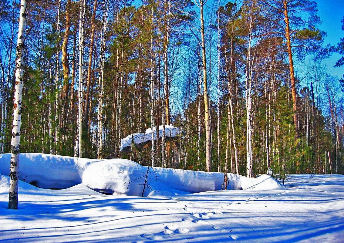 Февраль...Сугробы на сосновой опушке! - Владимир Февраль...Сугробы на сосновой опушке! - Владимир