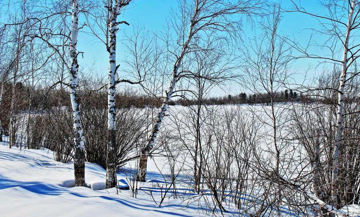 Февраль...Березы на левом берегу протоки Чеускина. - Владимир 