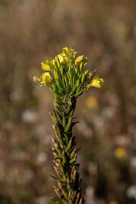 Ослинник - Игорь Сикорский