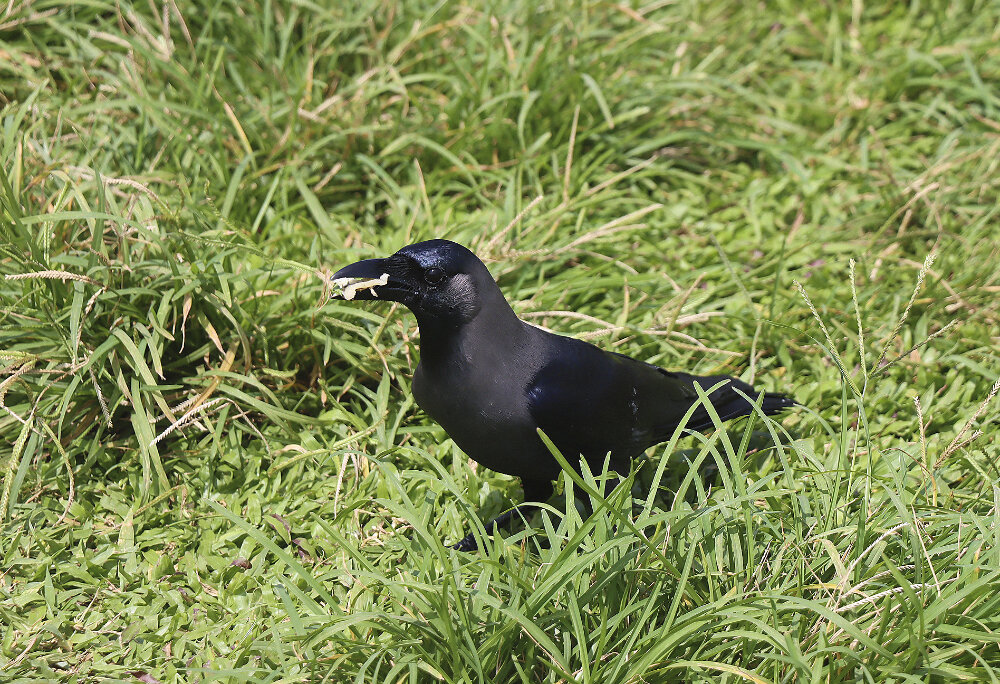 Ворон - Галина Ильясова