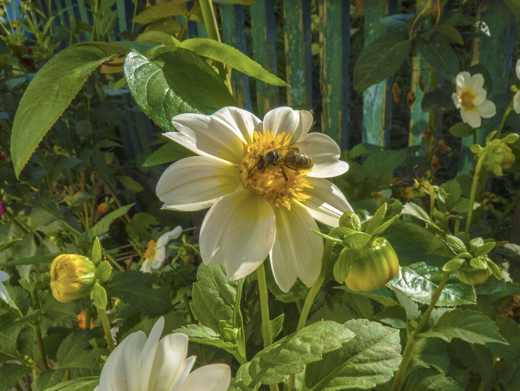 За  нектаром - Валентин Семчишин