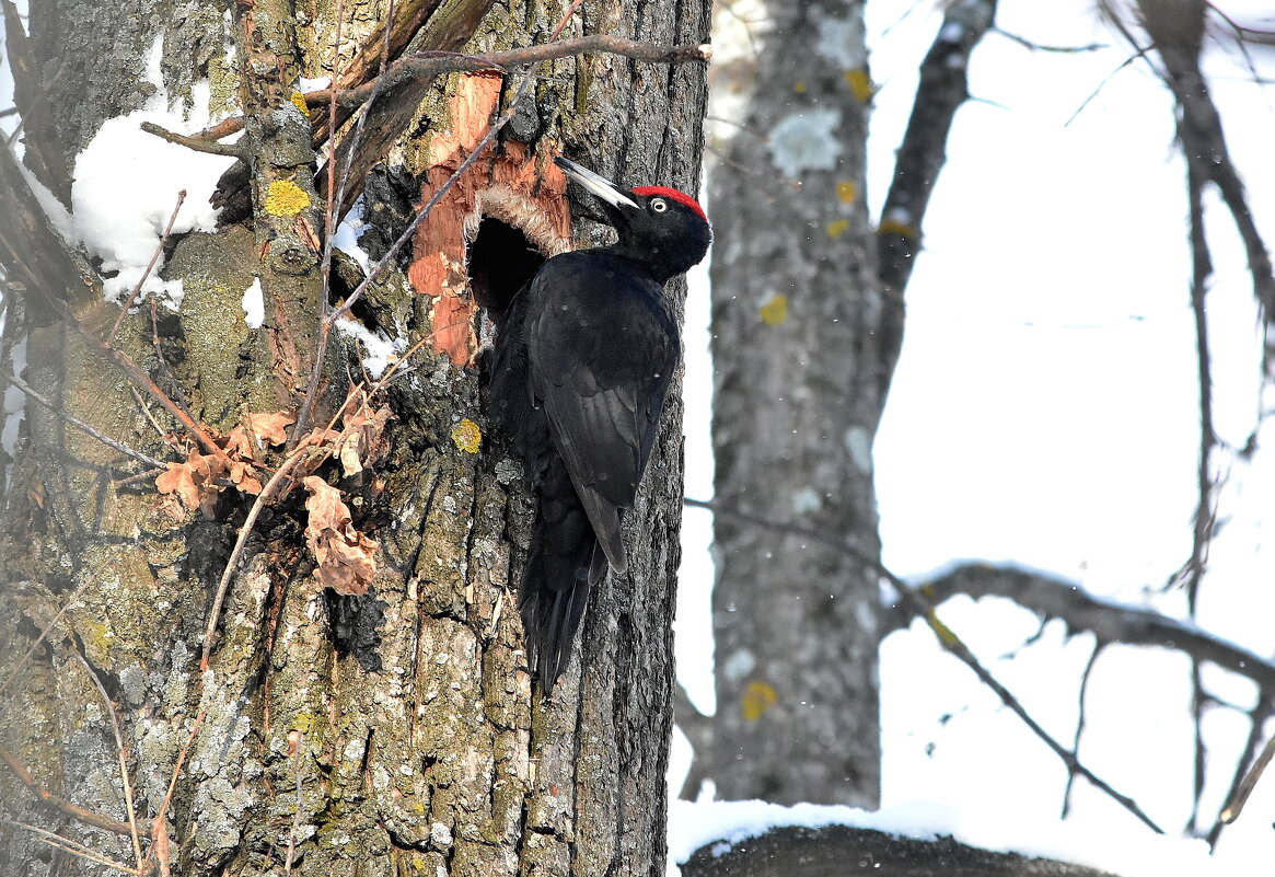 желна - Алексей . желна - Алексей .