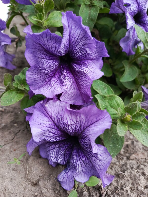 Сиреневые - Татьяна Пальчикова Сиреневые - Татьяна Пальчикова