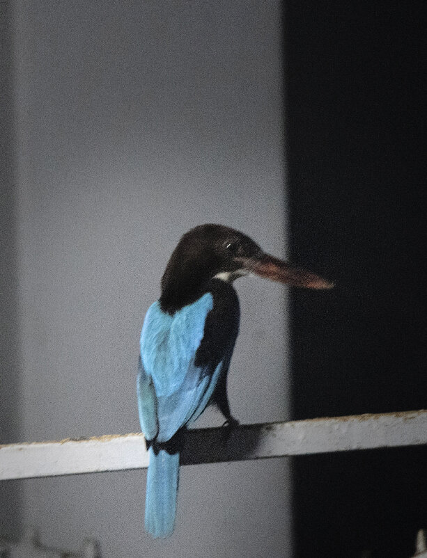 Вечерний гость... - Галина Ильясова Вечерний гость... - Галина Ильясова