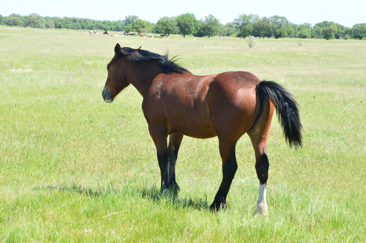 Красовец в степи. - Виктор 