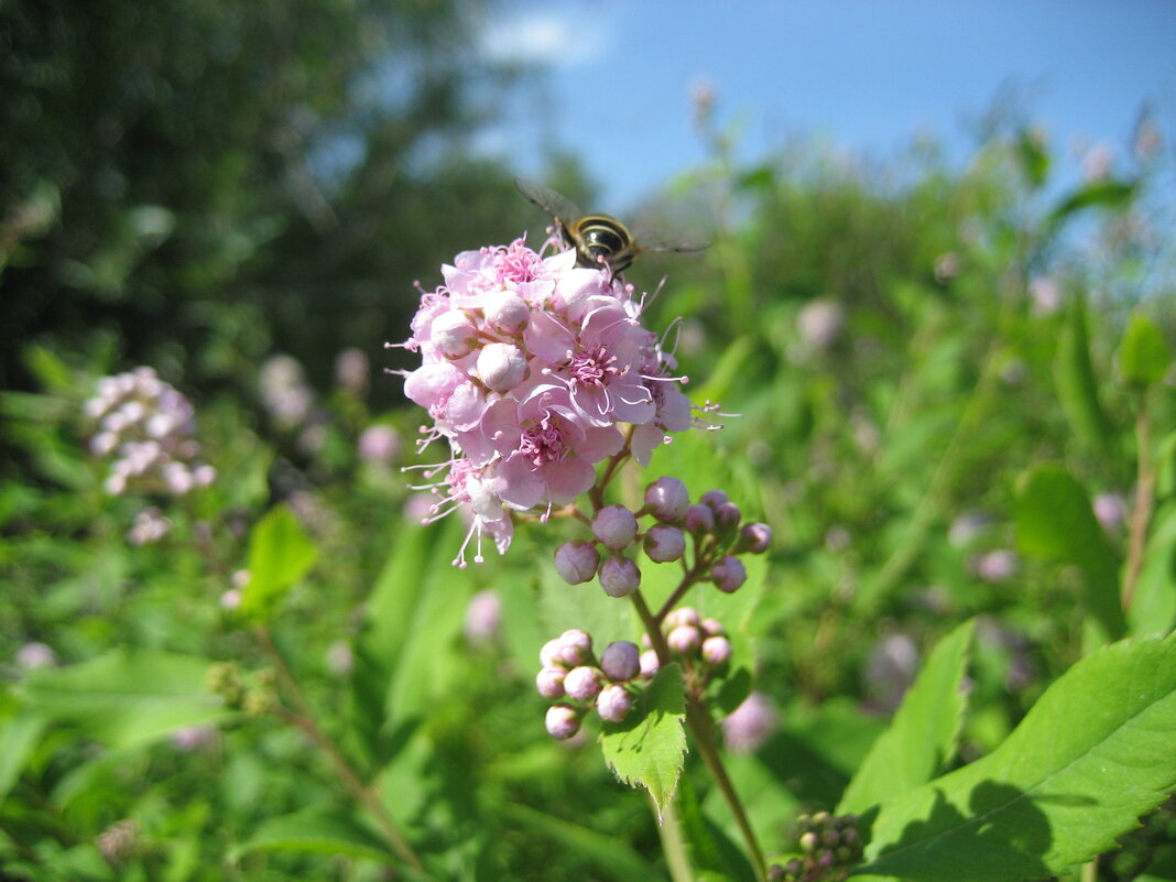 Спирея - Anna Ivanova