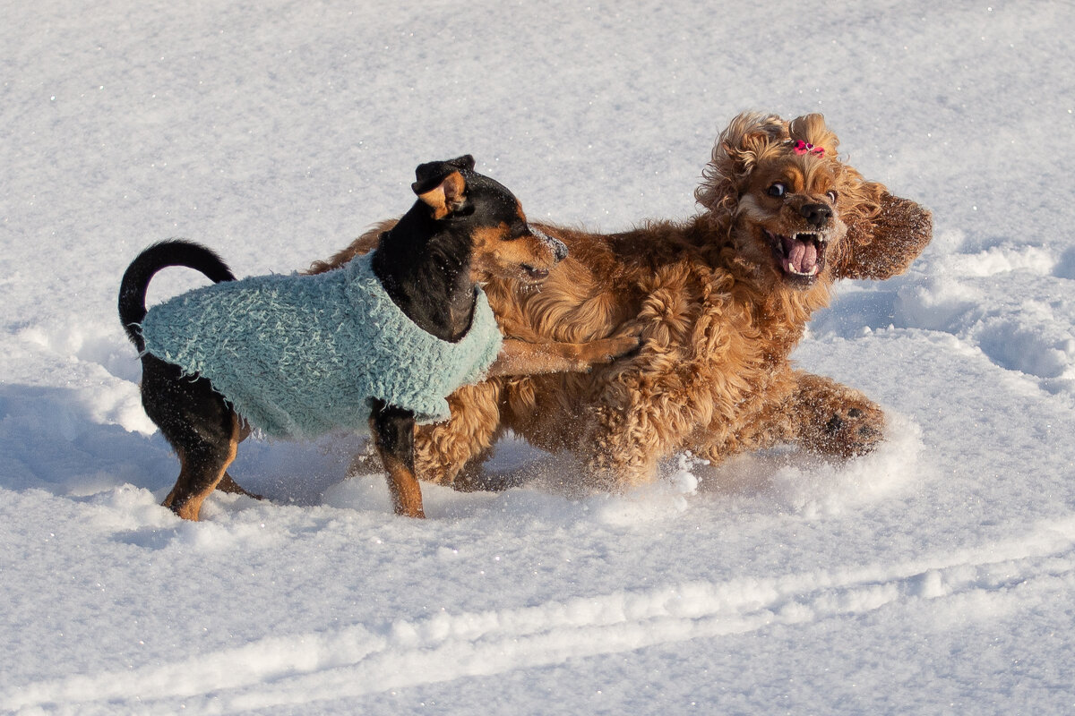 Зимние прогулки - Павел Харлин