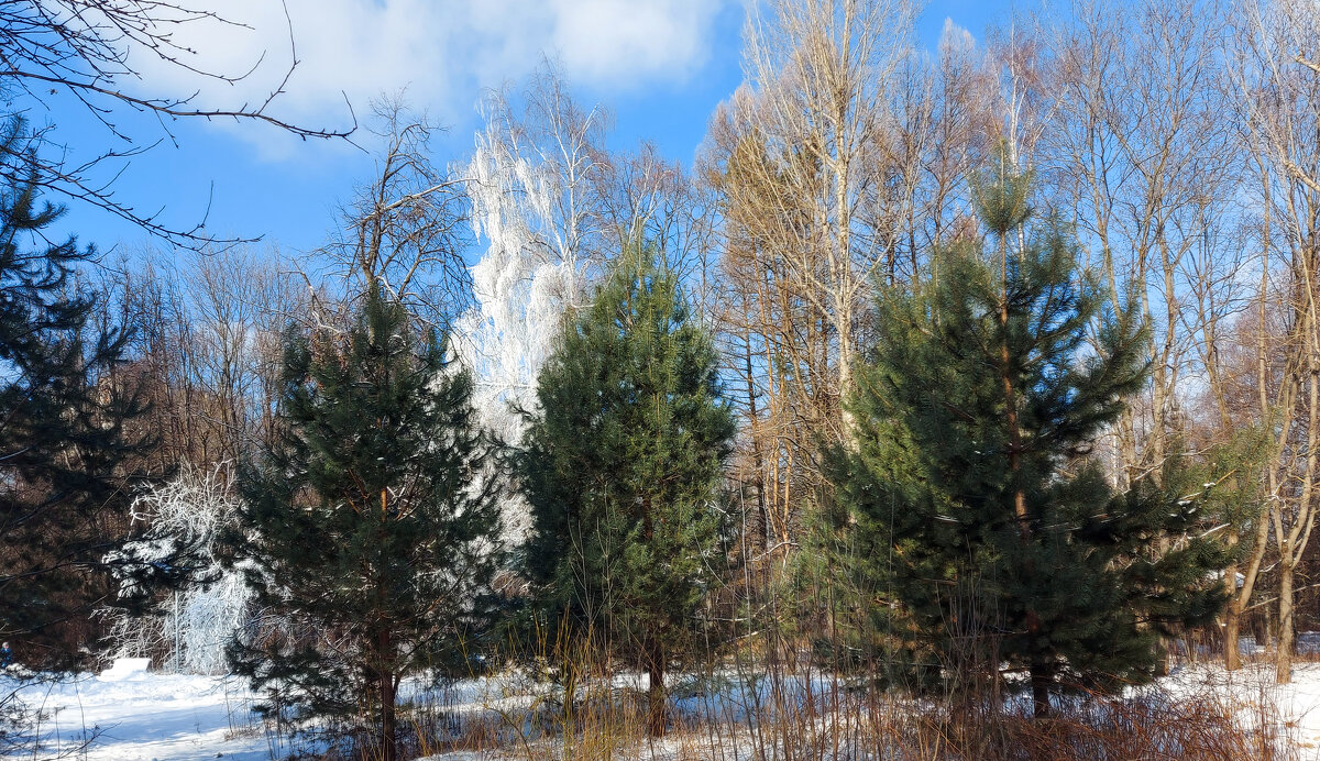 *** - Владимир Безбородов *** - Владимир Безбородов