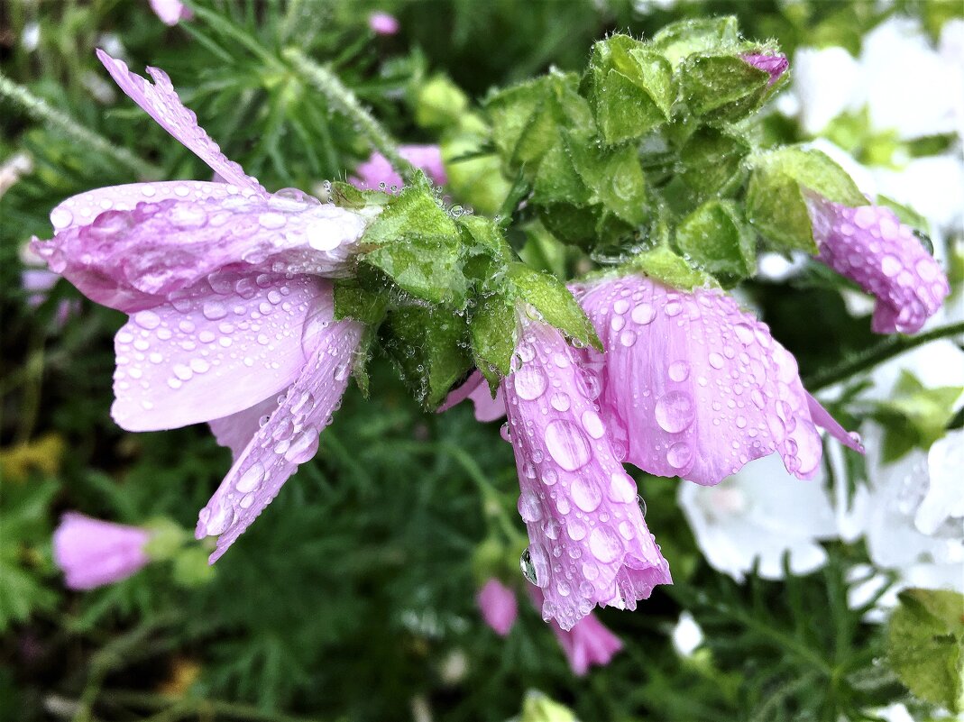 ***после дождя*** - Olga Oskolkova ***после дождя*** - Olga Oskolkova