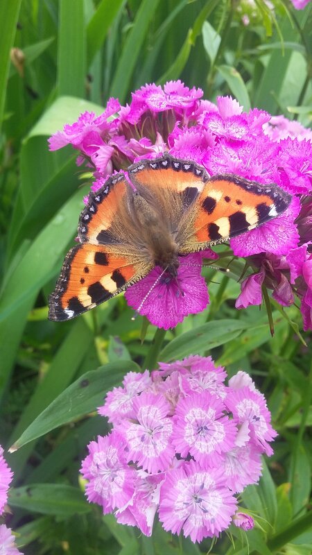 *** б а б о ч к а *** - Olga Oskolkova *** б а б о ч к а *** - Olga Oskolkova