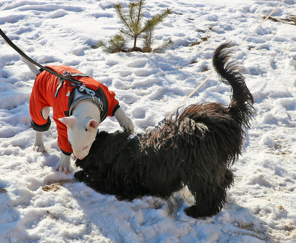 Собачьи забавы - Светлана 