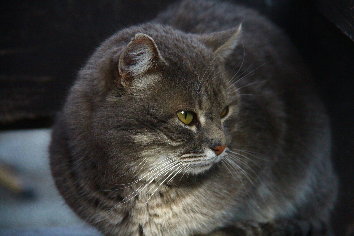 Кот - Владимир 