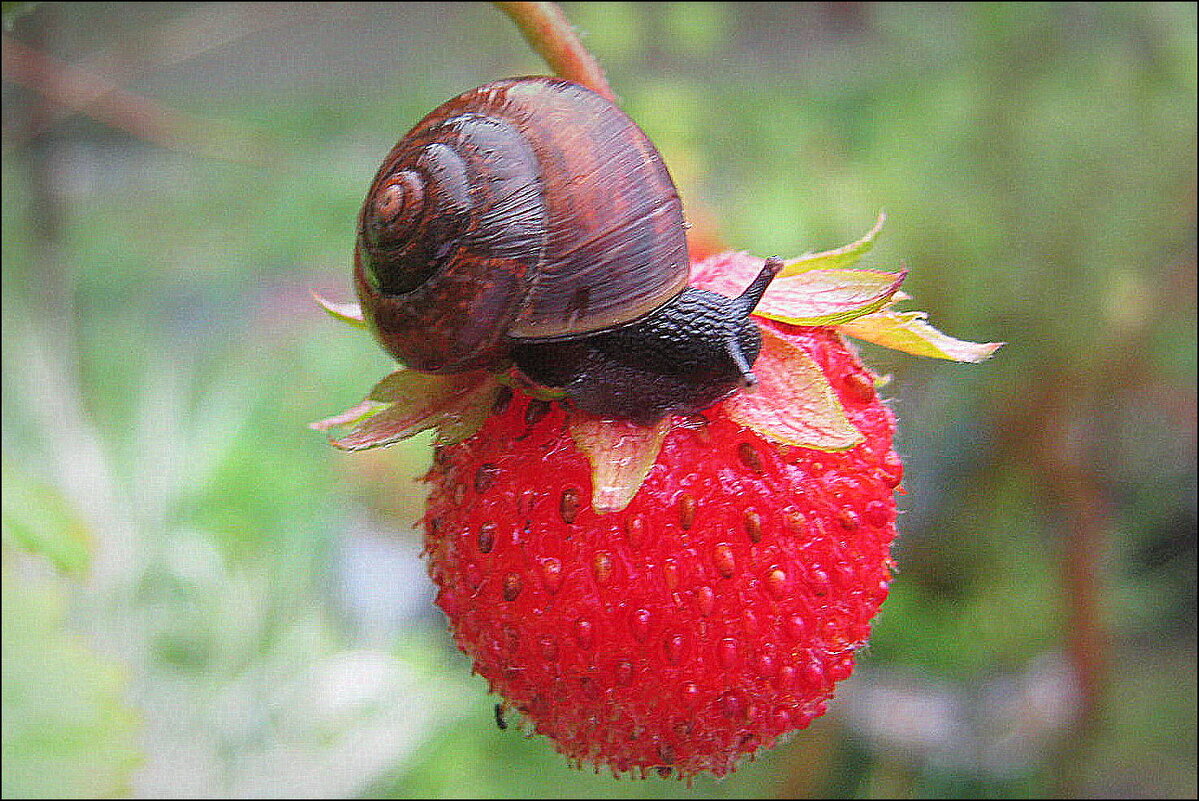 ЛАКОМКА - Татьяна Касьяненко