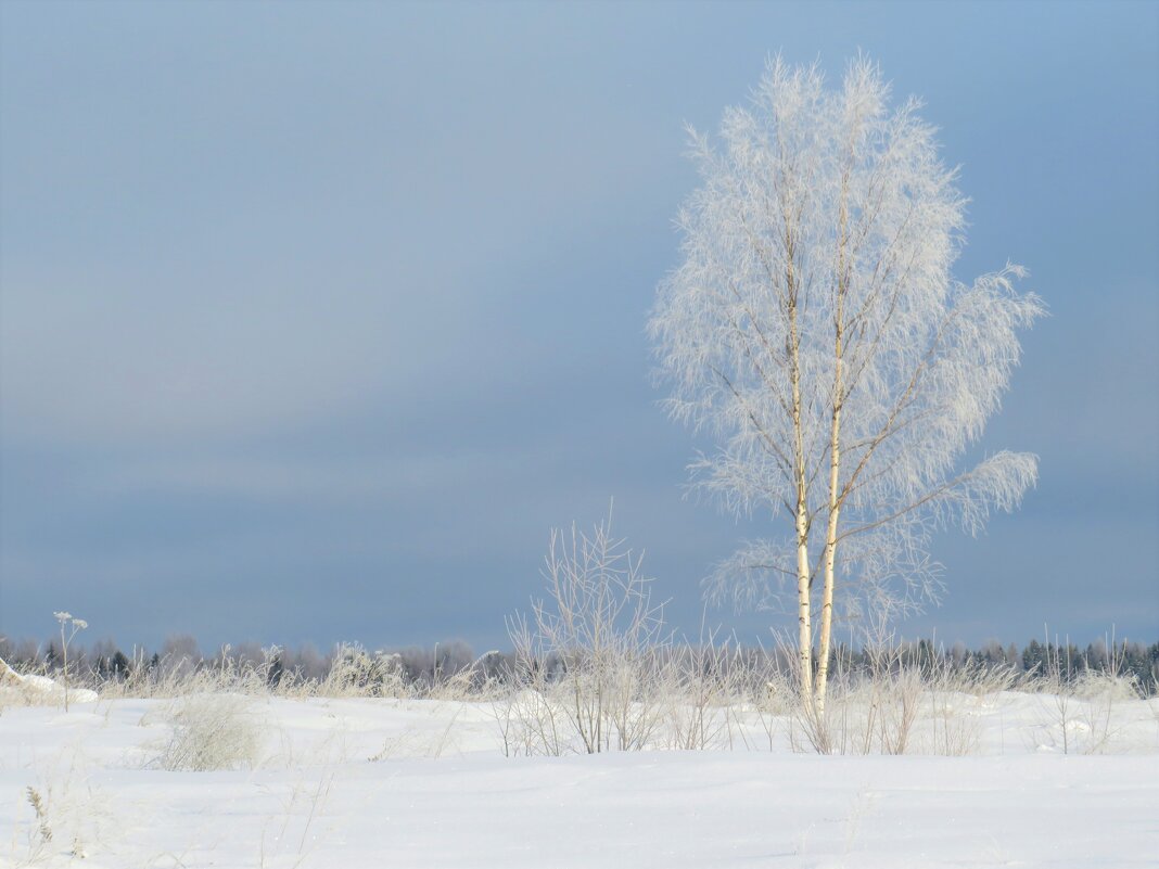 Берёзка - Людмила Берёзка - Людмила