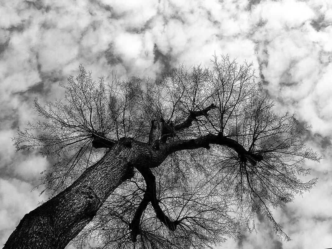 Монохромная прогулка - svk *