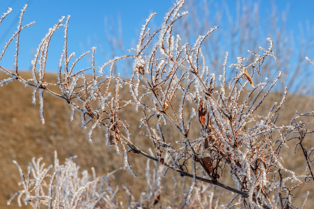 Февральские кораллы. - Анатолий. Chesnavik. Февральские кораллы. - Анатолий. Chesnavik.
