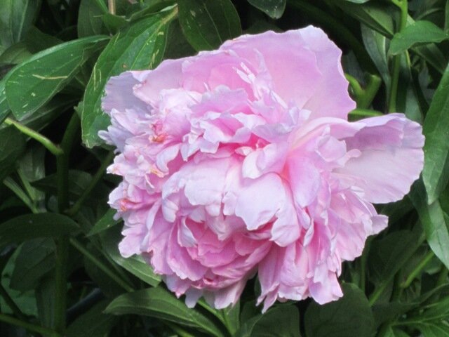 Нежный цвет - Дмитрий Никитин Нежный цвет - Дмитрий Никитин