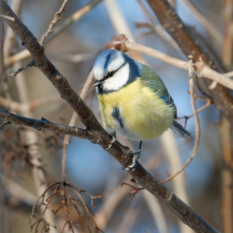 Лазаревка - Александр 