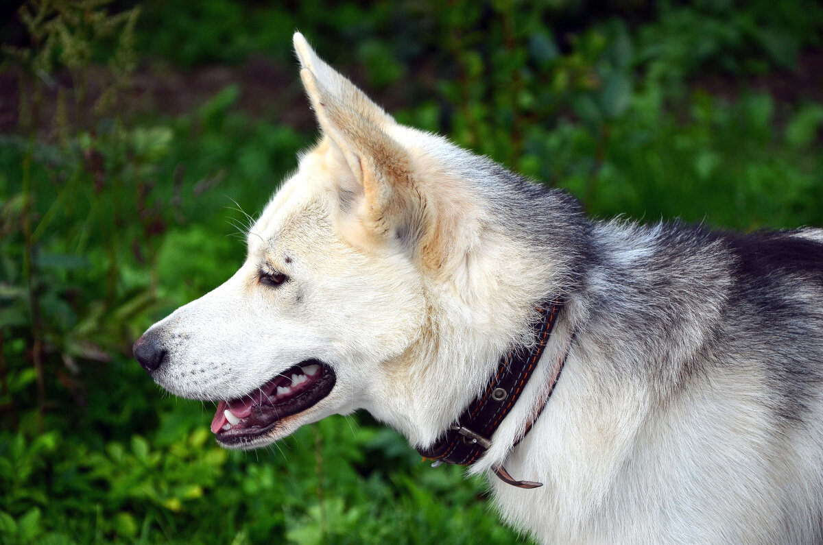 Скуби - Алексей Просвиряков