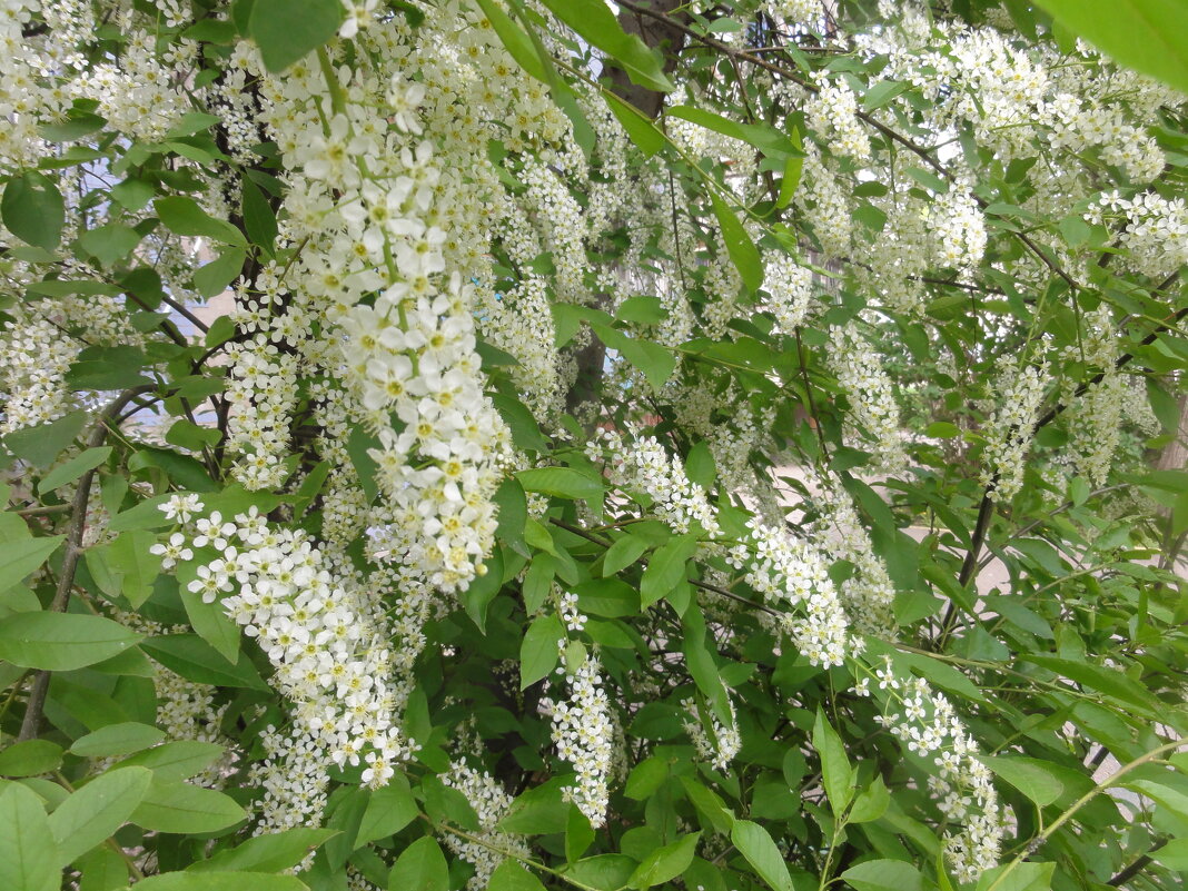 ... - марина ковшова ... - марина ковшова