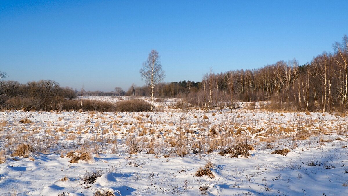 Заливной луг в феврале. - Милешкин Владимир Алексеевич 