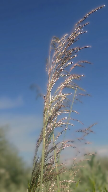 ***м е т л и ц а*** - Olga Oskolkova ***м е т л и ц а*** - Olga Oskolkova