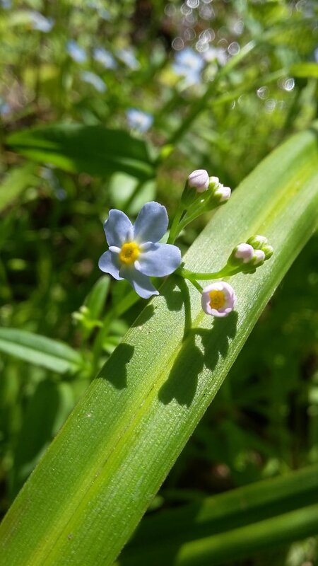 ***н е з а б у д к и *** - Olga Oskolkova ***н е з а б у д к и *** - Olga Oskolkova