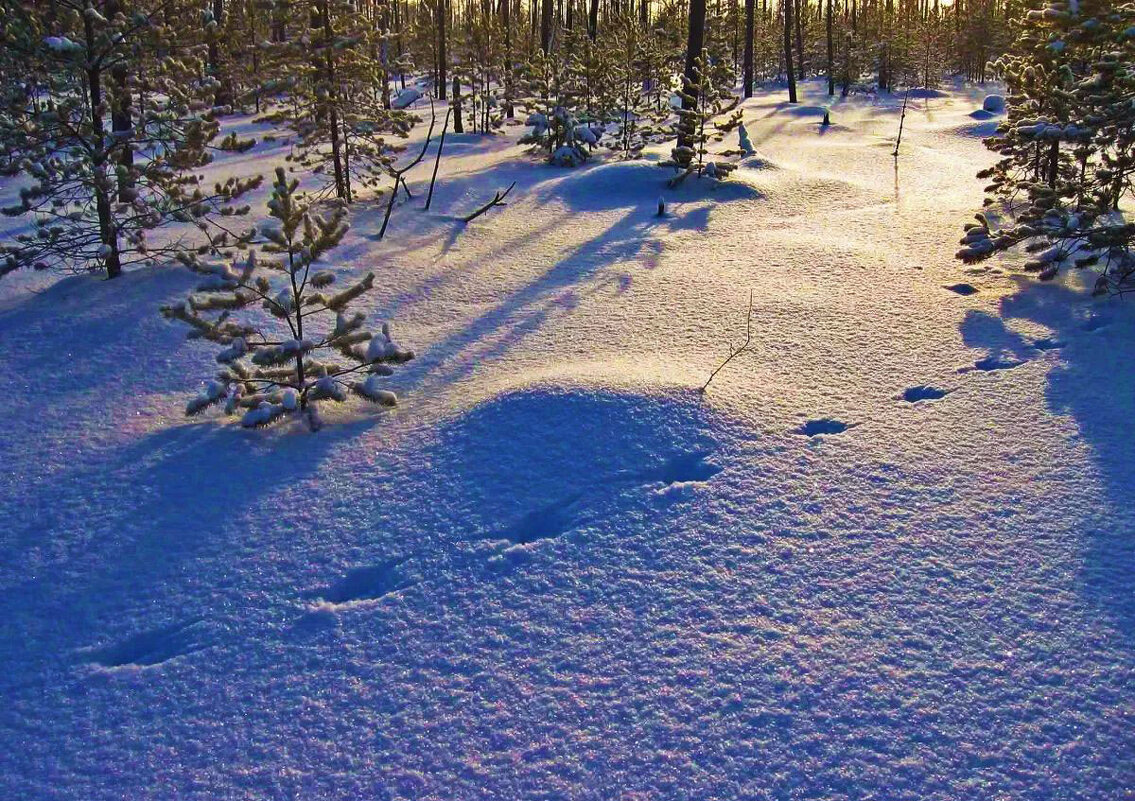 Утро января...Белка проскакала по снегу! - Владимир 