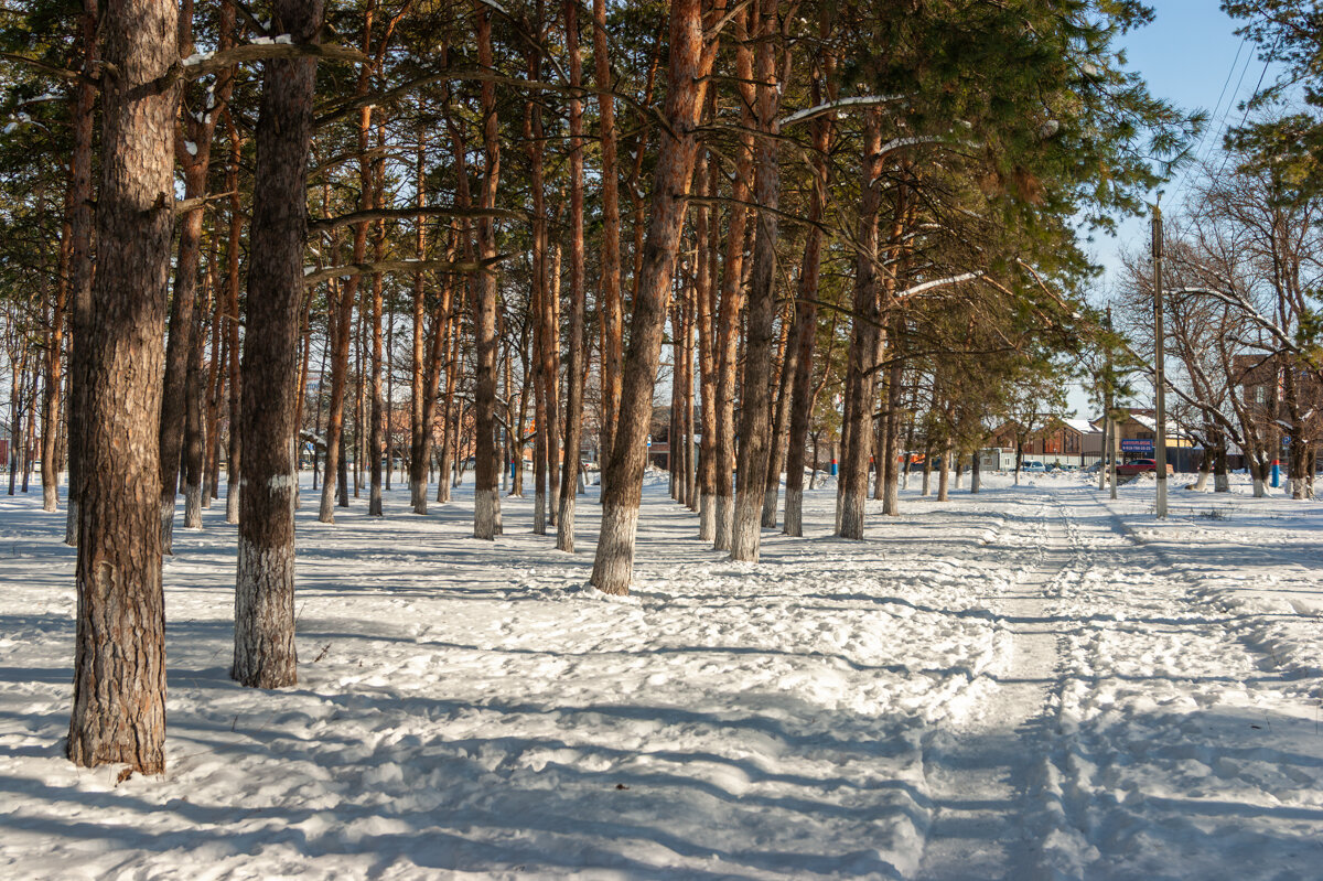 Прогулка в зимний день - Игорь Сикорский Прогулка в зимний день - Игорь Сикорский