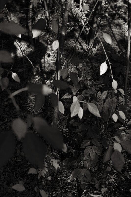 Название отсутствует - Денис Безногов