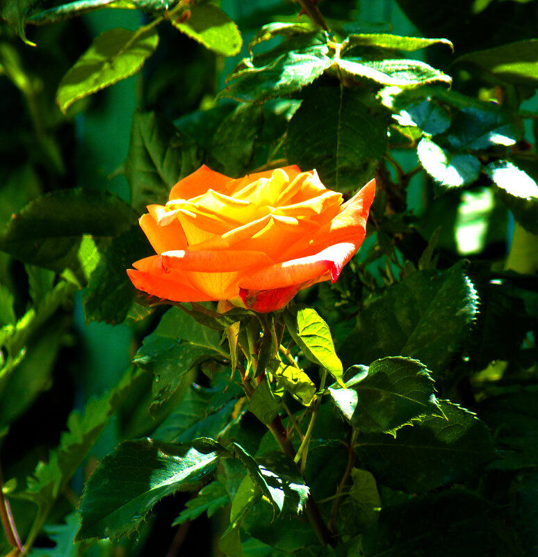 Оранжевая  роза - Валентин Семчишин