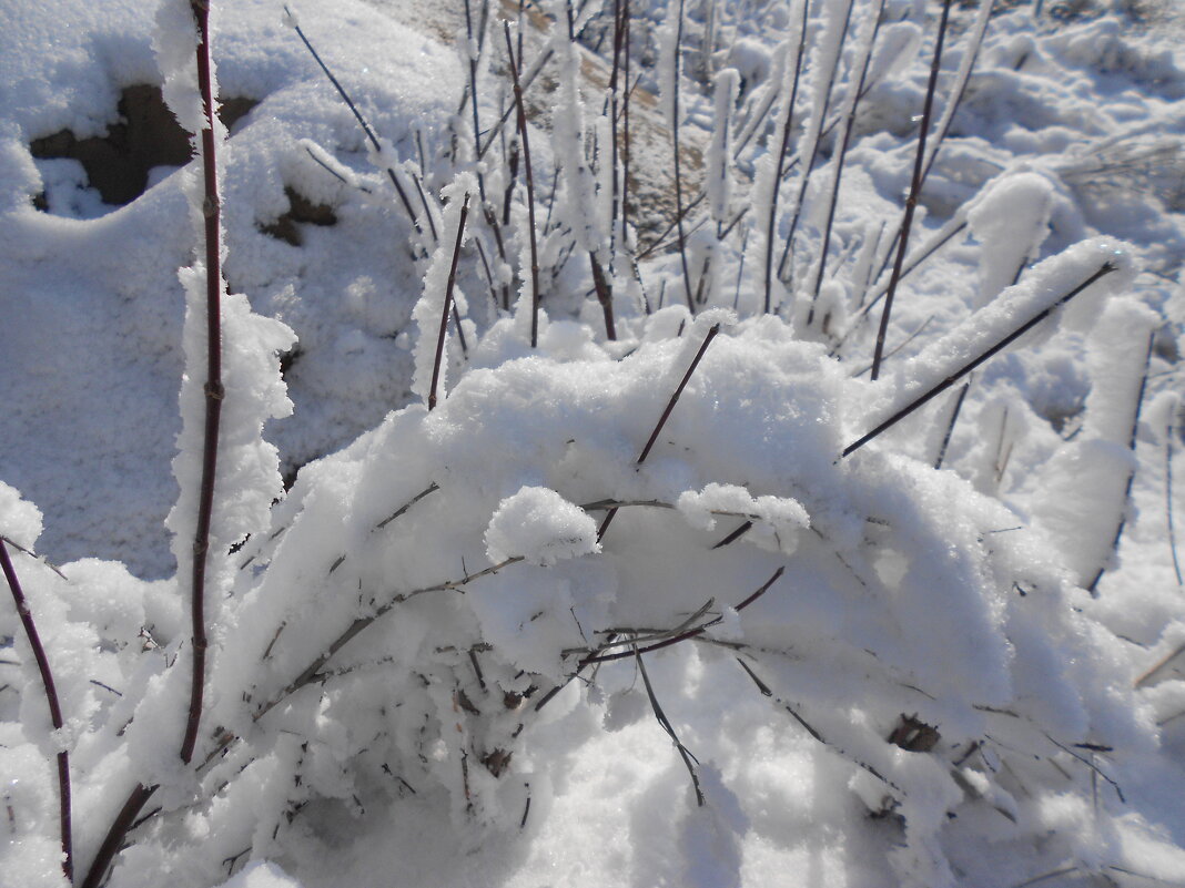 февраль - Елена Шаламова