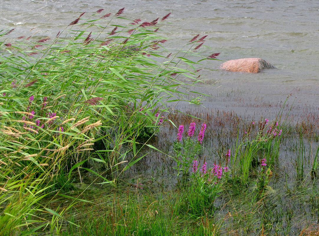 Этюд с тростником - Александр Ильчевский Этюд с тростником - Александр Ильчевский