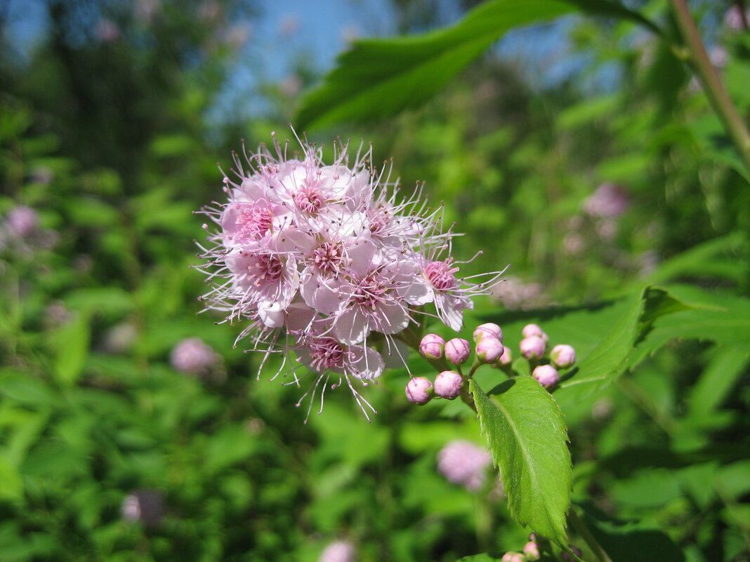 Спирея - Anna Ivanova