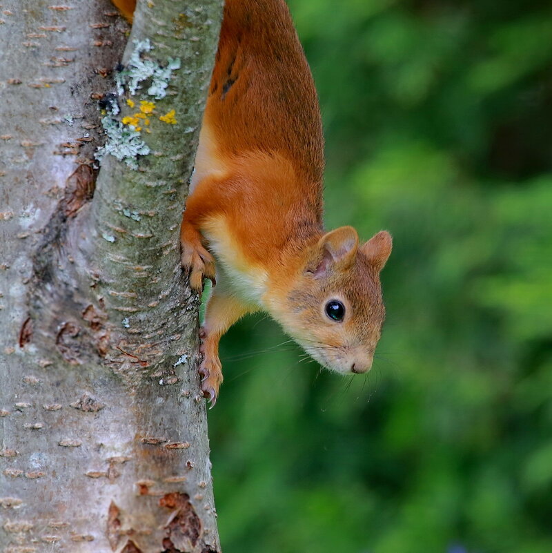 любопытная - Andrey Bragin 