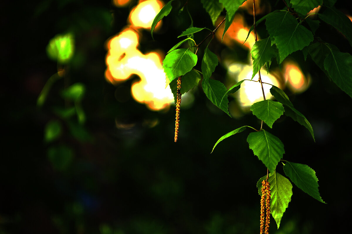 Берёзка - Юрий Гайворонскiий