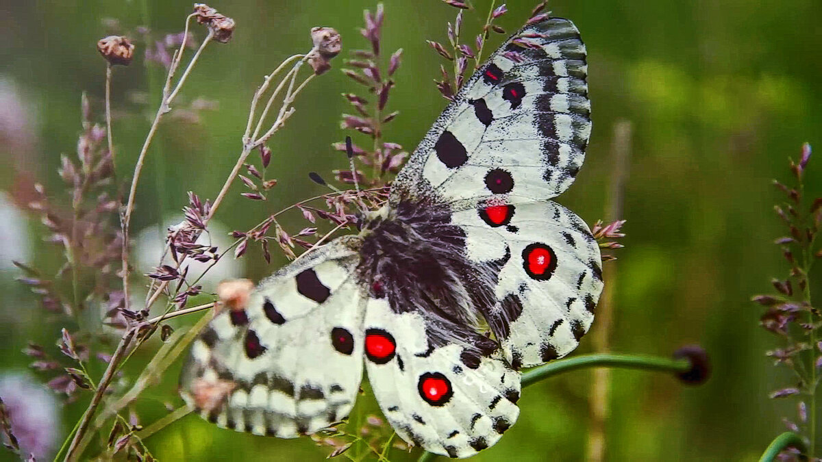 Бабочка Аполлон - Aleksey Afonin Бабочка Аполлон - Aleksey Afonin