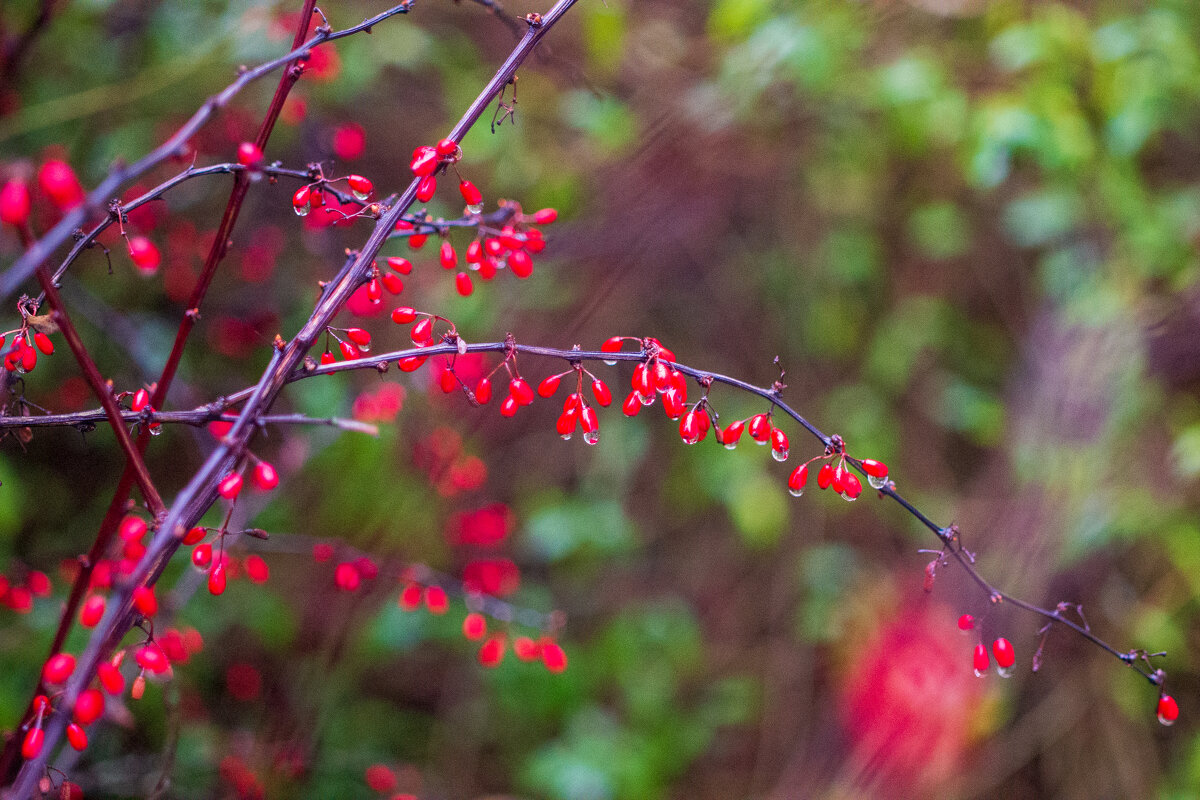 барбарис - Александр Леонов