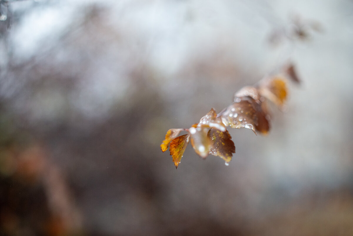 после дождя - Александр Леонов
