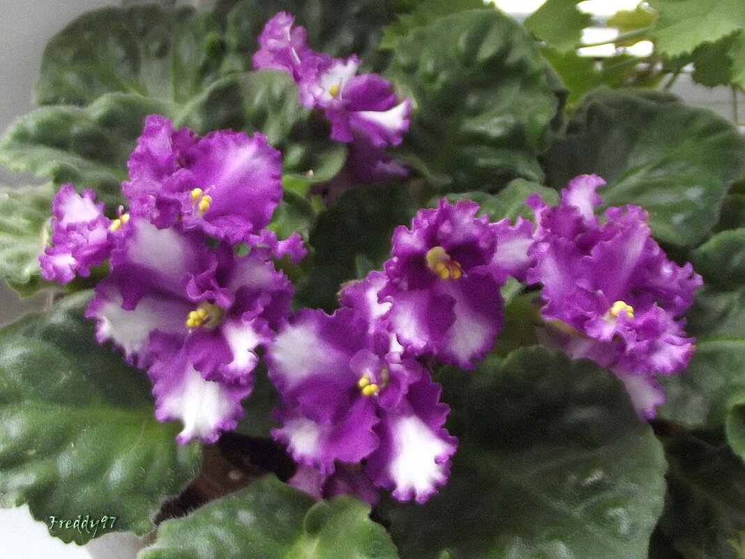 Фиалки - Freddy 97 Фиалки - Freddy 97