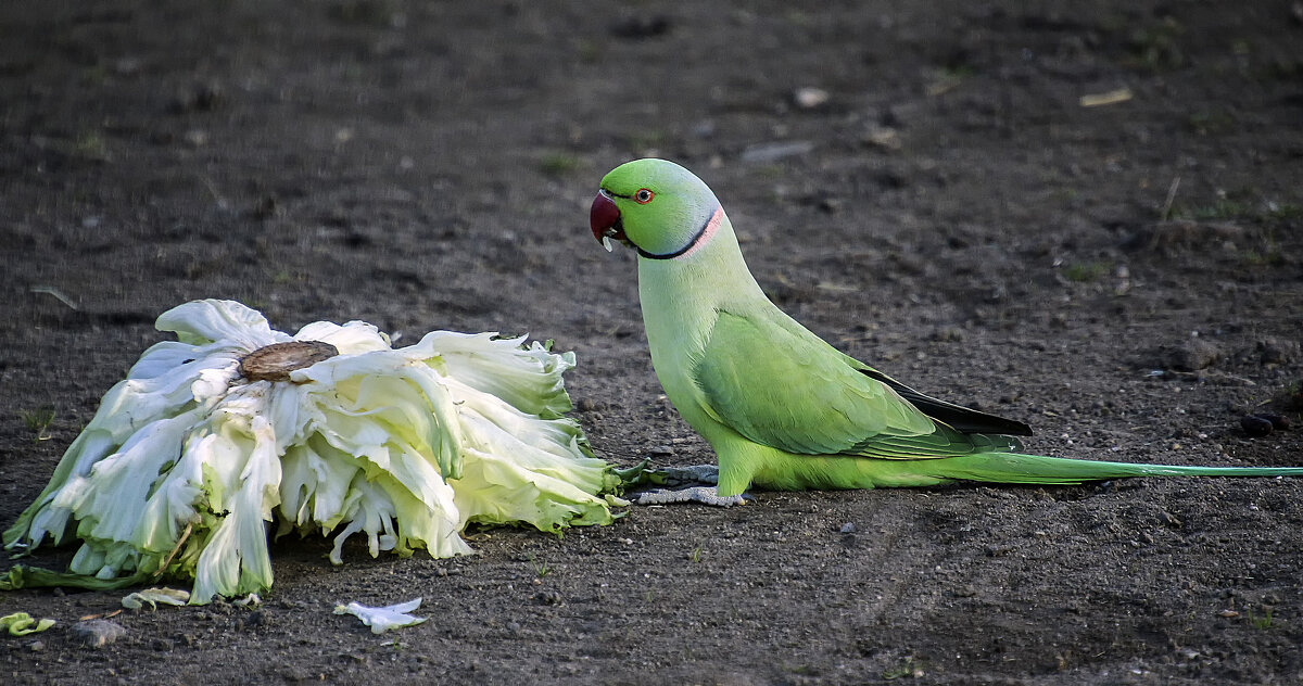Вегитареанец - Андроник Александр Вегитареанец - Андроник Александр