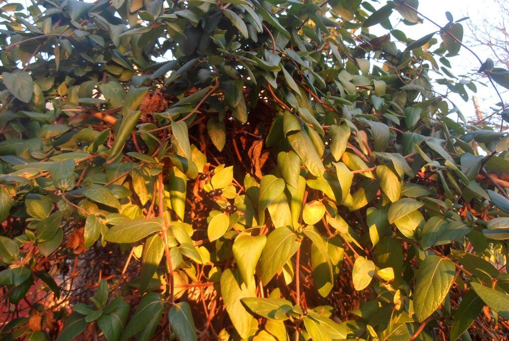 Зимний вечер - Наталья 