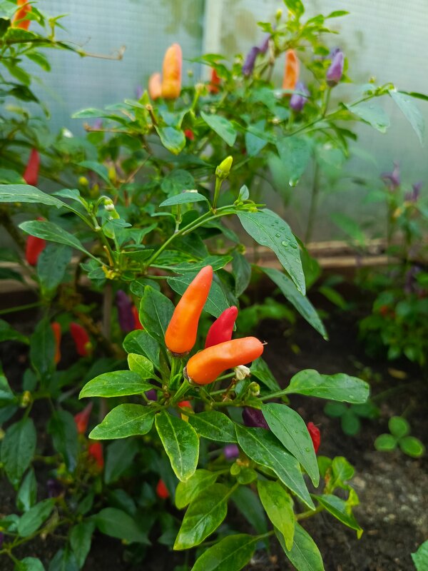 Горький перчик - Татьяна Пальчикова Горький перчик - Татьяна Пальчикова